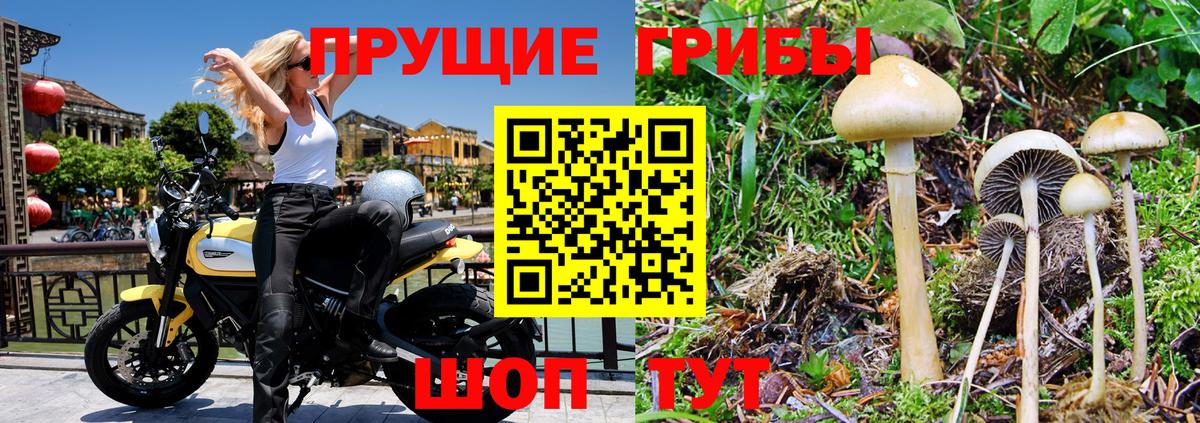 Галлюциногенные грибы Psilocybe Горячий Ключ
